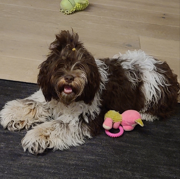 Meet your Posher, Mags - Picture 4 of 5